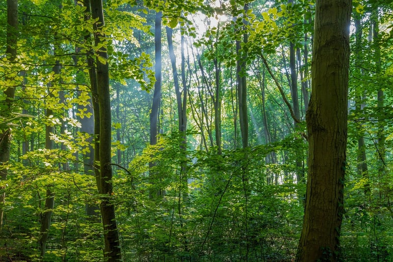 Enchanted Forest Wedding Venue